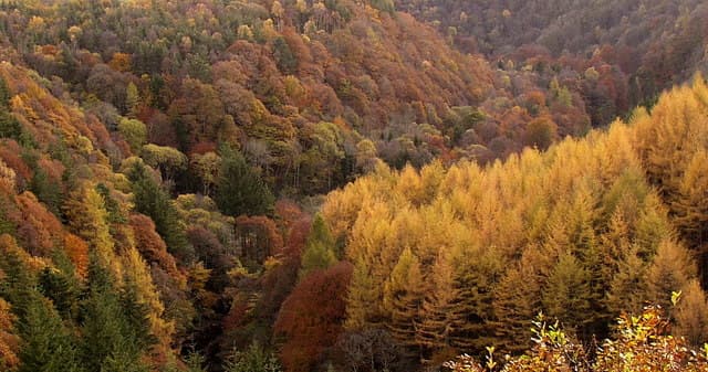Allen Banks and Staward Gorge